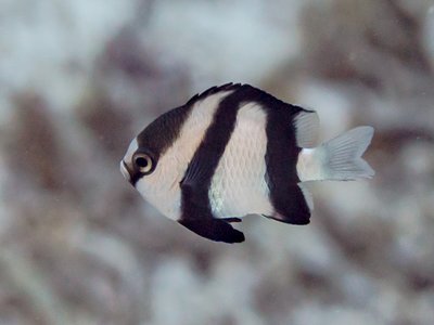 Indian Damselfish