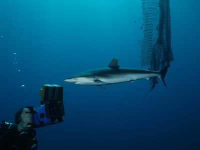 Indian Drift Shark