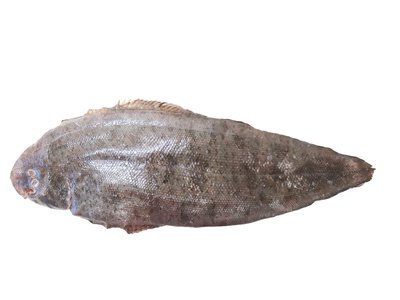 Indian Flatfish