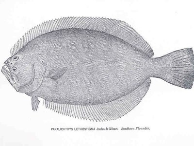 Indian Flounder