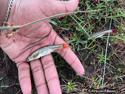 Indian Flying Fish