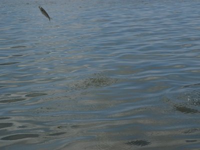 Indian Flyingfish