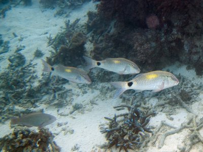 Indian Goatfish