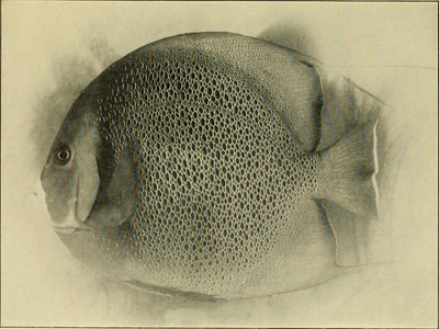 Indian Golden Moray