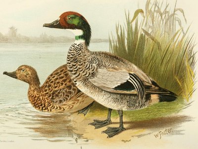 Indian Grunter