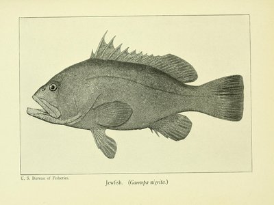 Indian Kingfish