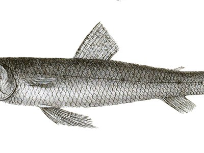 Indian Lizardfish