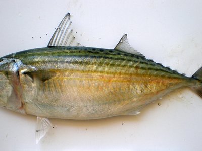 Indian Mackerel