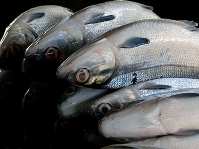 Indian Milkfish