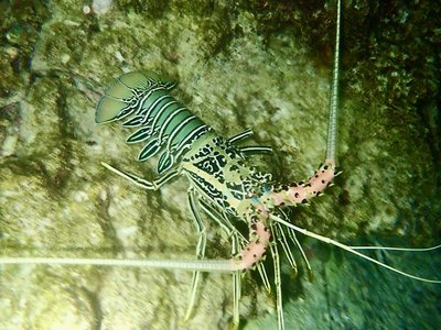 Indian Ocean Lobster