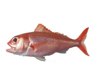 Indian Ocean Red Snapper