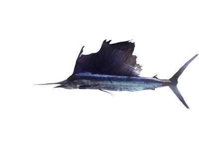 Indian Ocean Sailfish