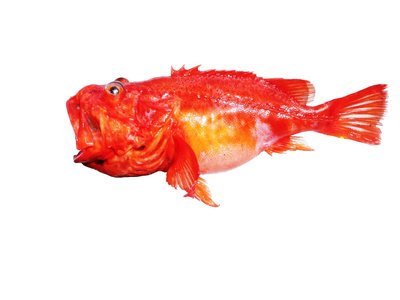 Indian Ocean Scorpionfish