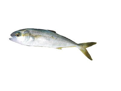 Indian Ocean Trevally