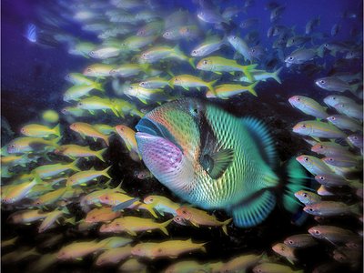 Indian Ocean Triggerfish