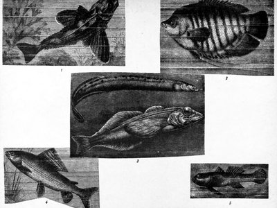 Indian Oilfish