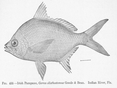 Indian Pampano