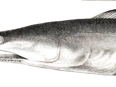 Indian Pike Conger