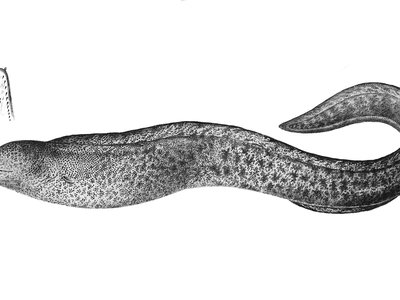 Indian Pipefish