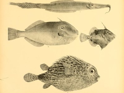 Indian Porcupinefish