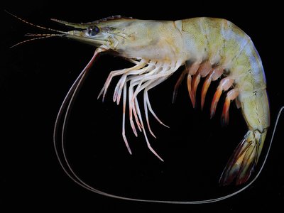 Indian Prawn