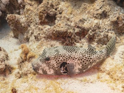 Indian Puffers
