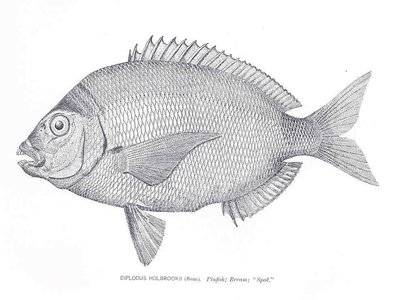 Indian River Pinfish