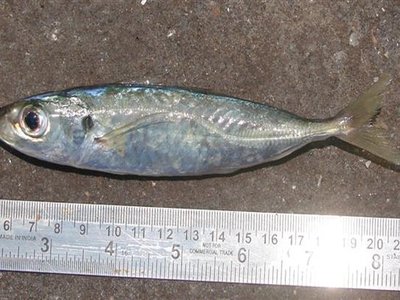 Indian Scad