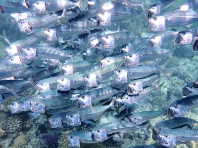Indian School Mackerel