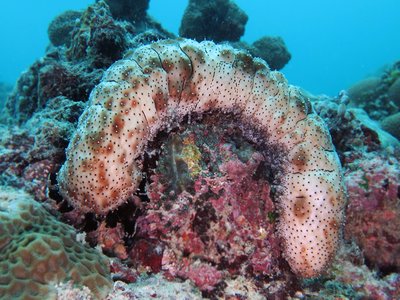 Indian Sea Cucumber