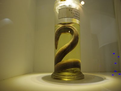Indian Shortfin Eel