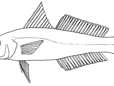 Indian Silago