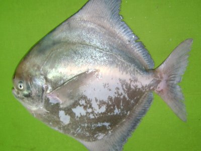 Indian Silver Pomfret