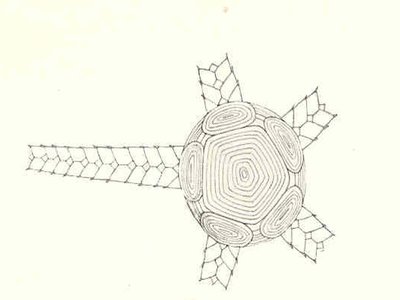 Indian Starfish