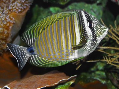 Indian Surgeonfish