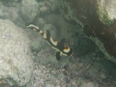 Indian Sweetlips