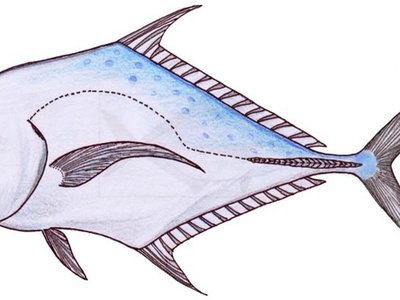 Indian Threadfin