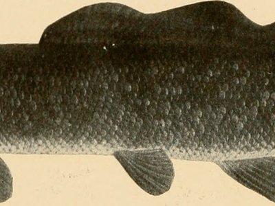 Indian Tilapia