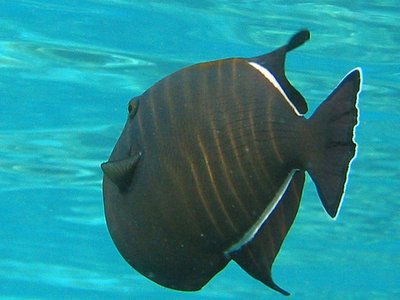 Indian Triggerfish