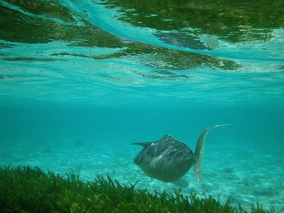 Indian Unicornfish