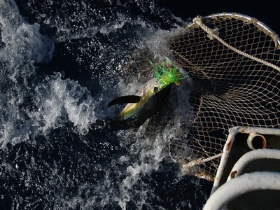 Indian Yellowfin Tuna