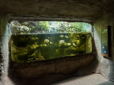 Indonesian Archerfish