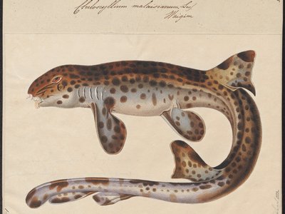 Indonesian Bamboo Shark
