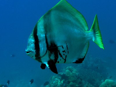 Indonesian Batfish