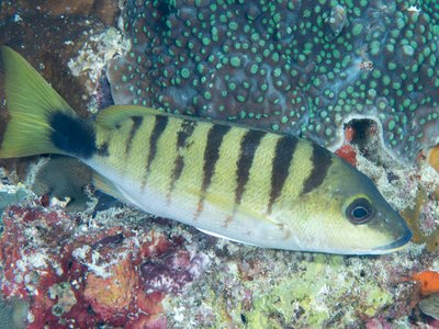 Indonesian Black Snapper