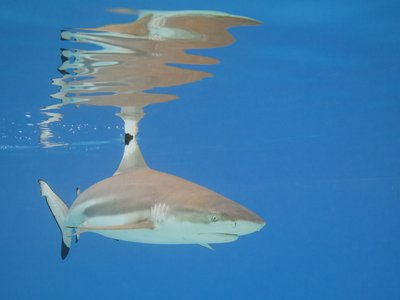Indonesian Blacktip Shark