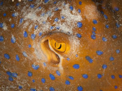 Indonesian Blue Spotted Ray
