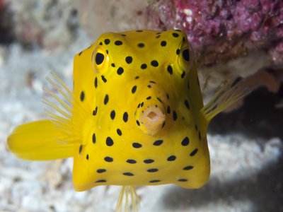 Indonesian Boxfish