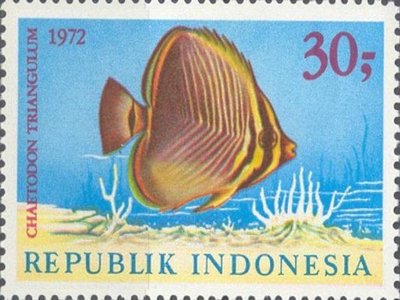 Indonesian Butterflyfish