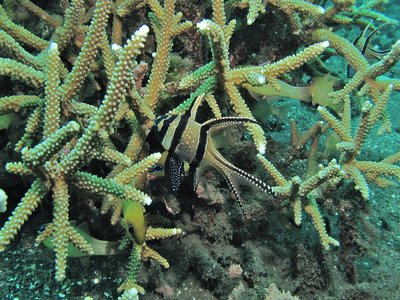 Indonesian Cardinalfish